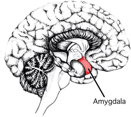 Figure 1-13 The amygdala is involved in our processing of emotional material.