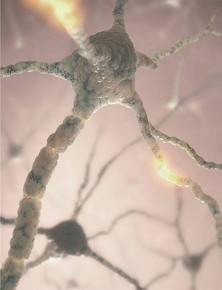Figure 1-17 Neurons and cortical networks—how does our brain process information?