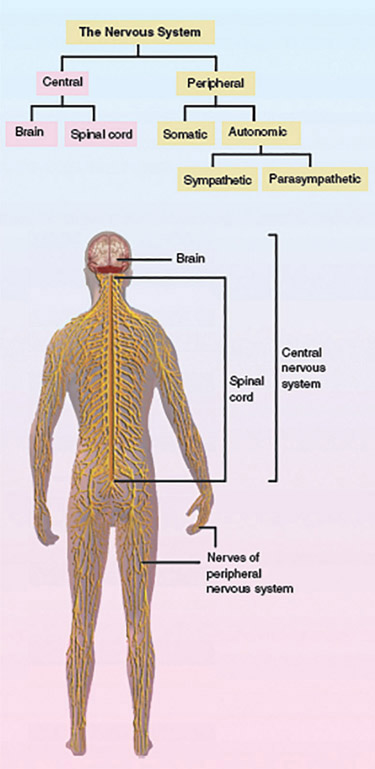 Figure 3-3 Divisions of the nervous system.
