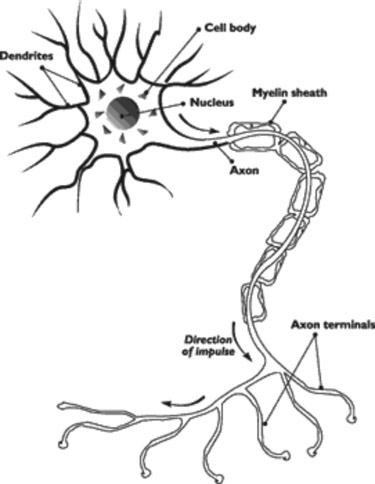 Figure 3-5 Structure of a neuron. The basic parts of the neuron are the dendrites that connect to the cell body, the axon, and the terminals off of the axon.