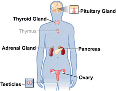 Figure 3-9 Glands of the endocrine system that secrete hormones into our blood.