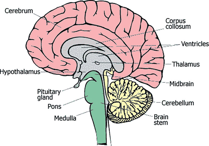 Figure 3-14 Brain stem and cerebellum.