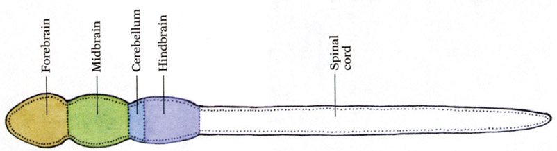 Figure 3-28 Neural tube. The neural tube is the beginning of our brain and spinal cord. Source: Allman (2000, p. 53).