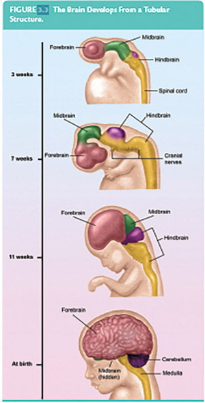 Figure 3-29 The development of the brain from the neural tube. Figure shows the brain at 3 weeks after conception, 7 weeks after conception, 11 weeks after conception, and at birth.