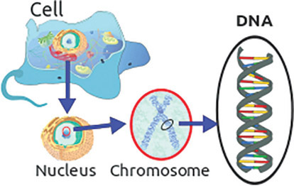 Figure 3-34 Structure of a cell. In every cell there is a nucleus that contains our DNA.