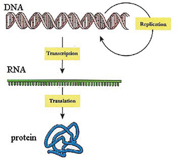 Figure 3-35 DNA, RNA, and the production of proteins. DNA, which is the information storage molecule, transfers information to RNA, which is the information transfer molecule, to produce a particular protein.