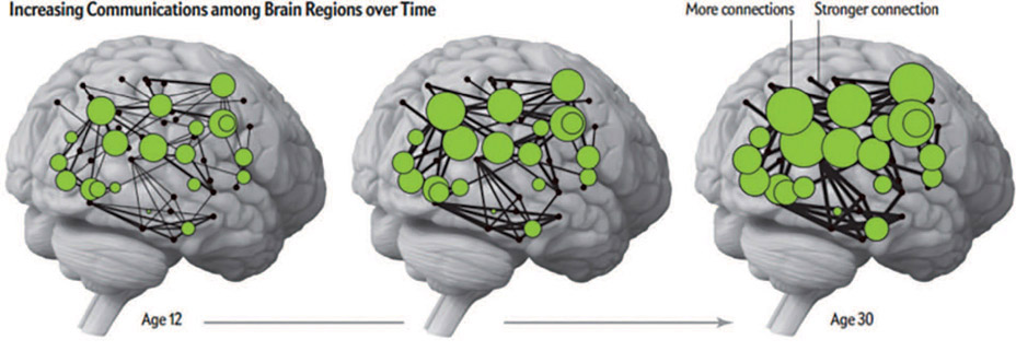 Figure 4-3 Increasing connections in the brain from age 12 to 30. Bigger green circles show more connections. Thicker black lines show stronger connections.
