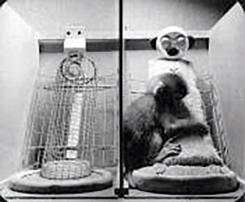 Figure 4-10 Surrogate mothers—one is made of wire and one is made of cloth. Experimenters would change which mother would be able to feed the infant.