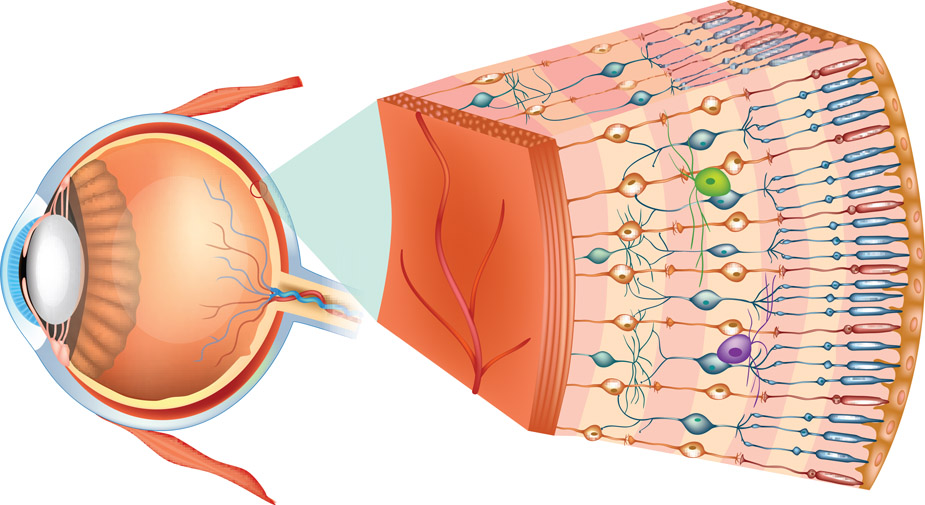 Figure 5-5 Human eye with the three main layers of the retina.