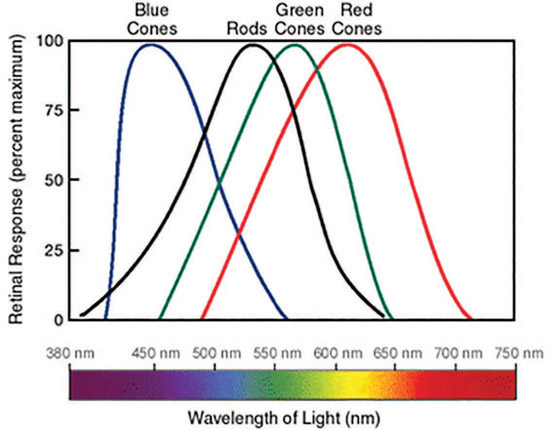 Figure 5-7 Wavelength of light. Each of the receptors in the eye is sensitive to different frequencies of light.