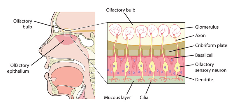 Figure 5-33 Smells stimulate the cells in your nose. Action potentials go from these to the olfactory bulb and then to other areas, especially those associated with emotionality.