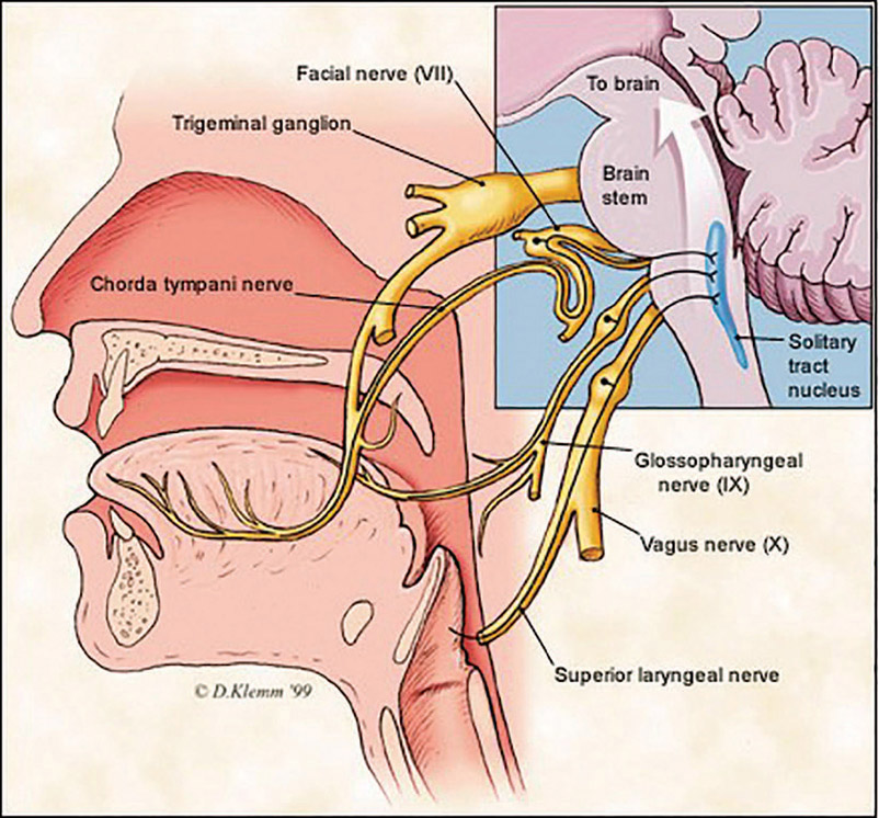 Figure 5-34 Taste signals begin with your taste buds and from there go to a number of pathways in the brain. These include those connected with eating. There are also facial muscles and those in the mouth that react to tastes we find repulsive.