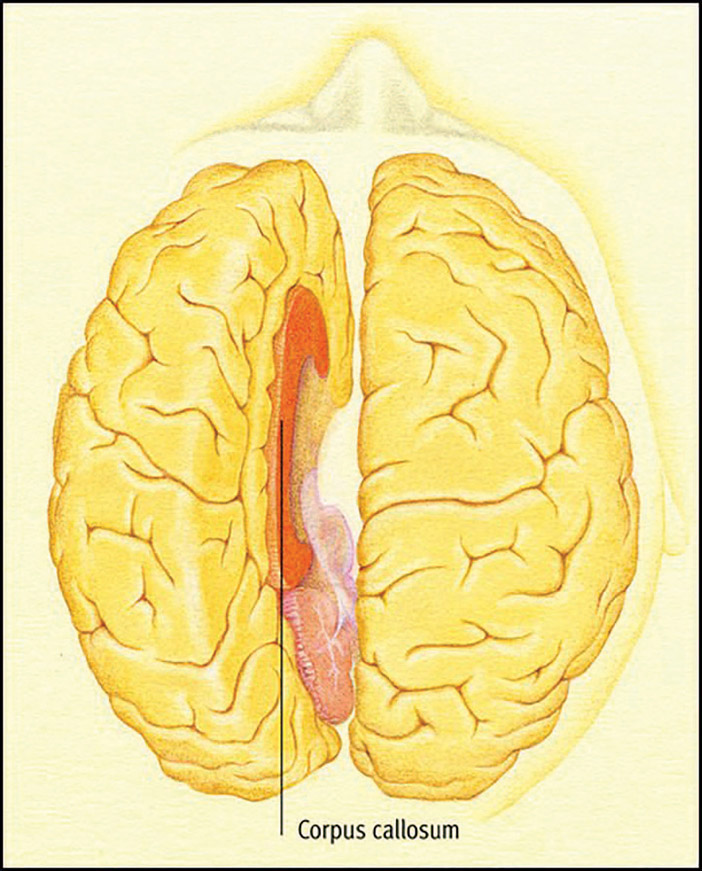Figure 6-3 Brain cut in half front to back.