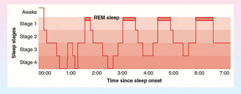 Figure 6-9 Sleep cycles during the night.
