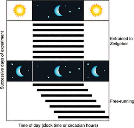 Figure 6-11 The sleep/wake cycle remains constant (top of figure) when environmental factors such as the sun are available. Without such environmental cues, the sleep/wake cycle increases by about 2 hours to a 26-hour day (bottom figure).