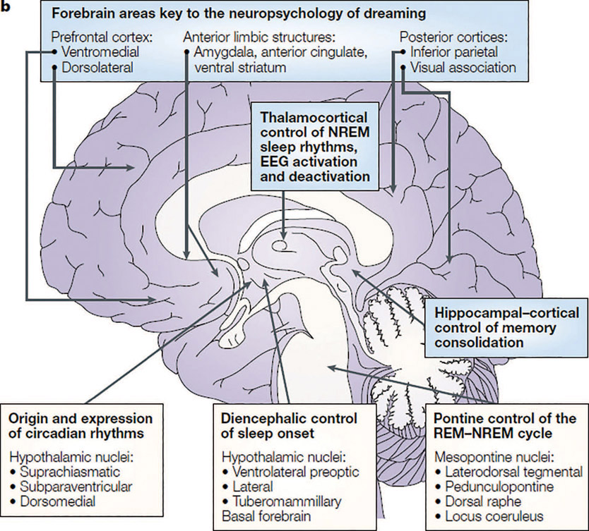 Figure 6-16 Brain regions of interest in the neurobiology of sleep. The blue boxes represent areas that are key to the generation of the EEG rhythms of sleep, the subjective experience of sleep mentation or dreaming, and sleep’s effects on cognition. The subcortical regions (cream-colored boxes) constitute the loci of control for the regulation of sleep–wake transitions and the control of REM–NREM alternation.