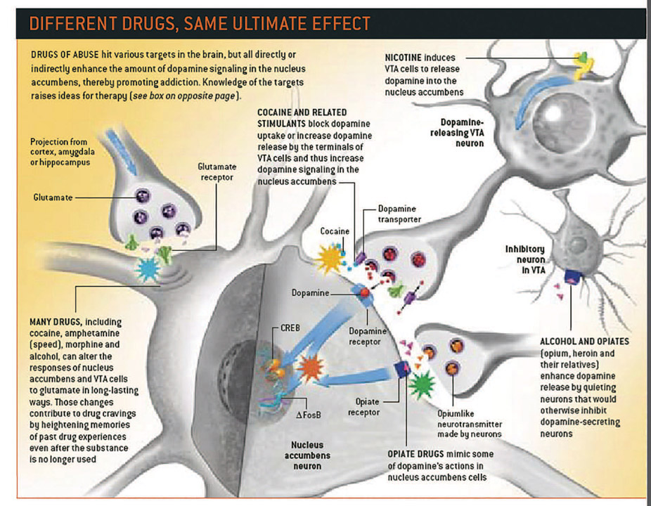 Figure 6-22 The manner in which different drugs affect the brain.