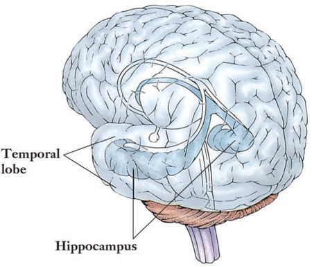 Figure 7-1 Hippocampus is part of the temporal lobe of the human brain.