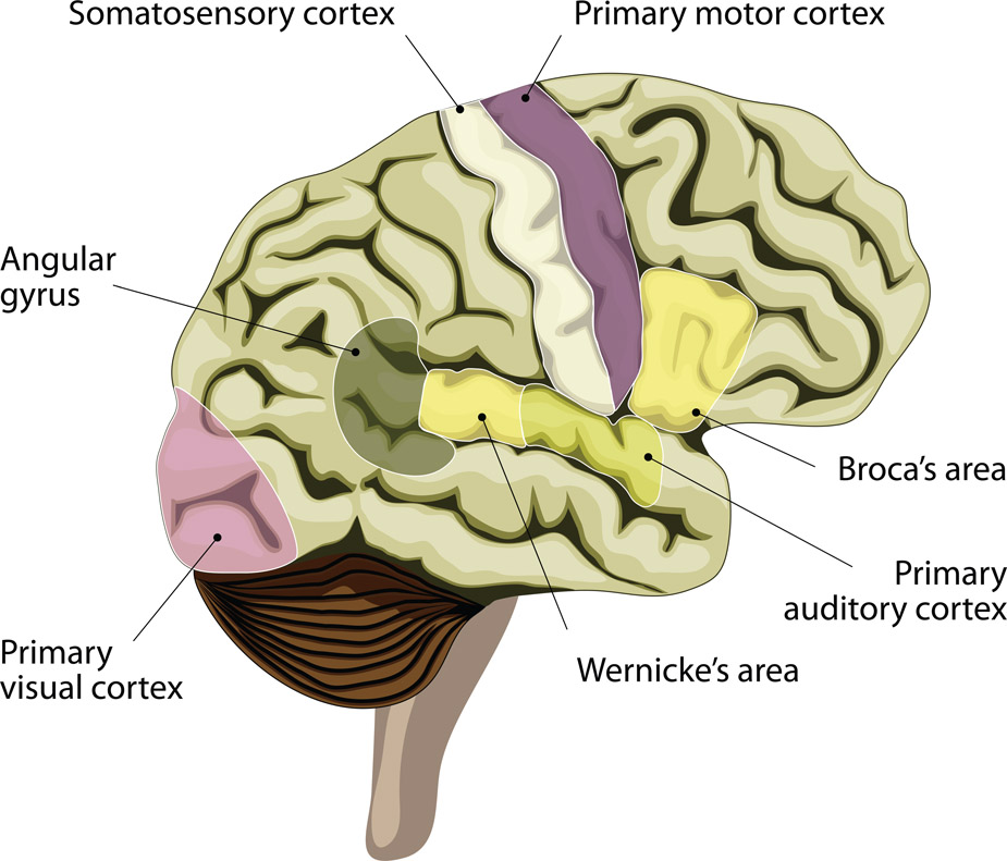 Figure 8-7 Brain areas involved in language.