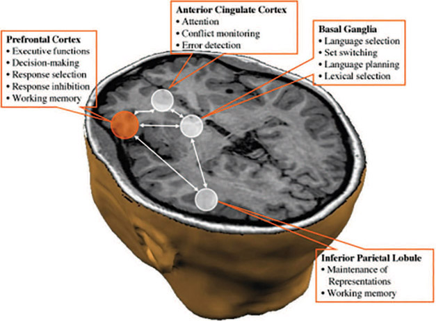 Figure 8-9 Areas of the brain related to cognitive control and language.