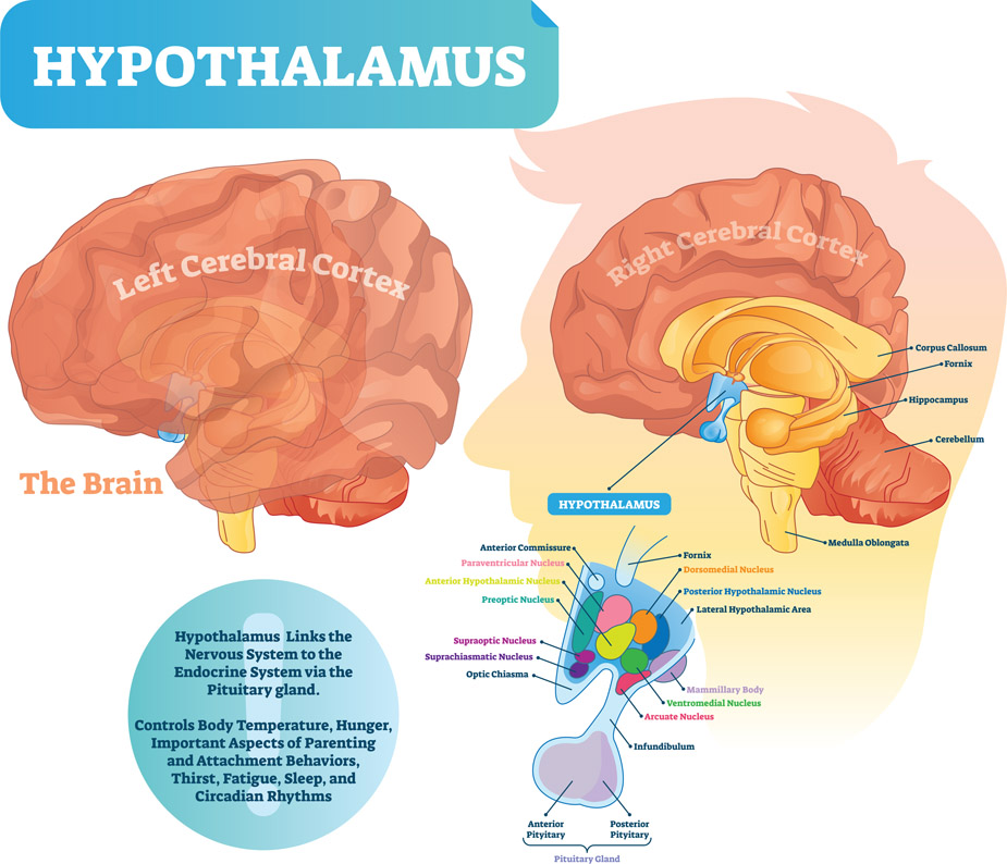 Figure 10-2 Location of hypothalamus and other structures in the brain.