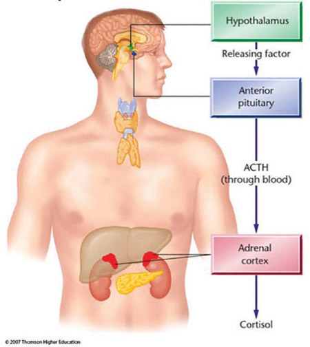 Figure 11-3 Basic mechanisms involved in response to stress.