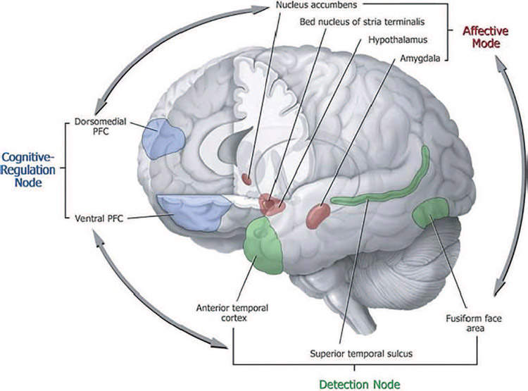 Figure 12-5 The social brain can be seen as composed of areas involved in the detection of social processes including face recognition (the fusiform face area—FFA) and emotional recognition (the amygdala, insula, and the anterior cingulate cortex—ACC), and regulating cognitive processes involving the frontal areas of the brain.